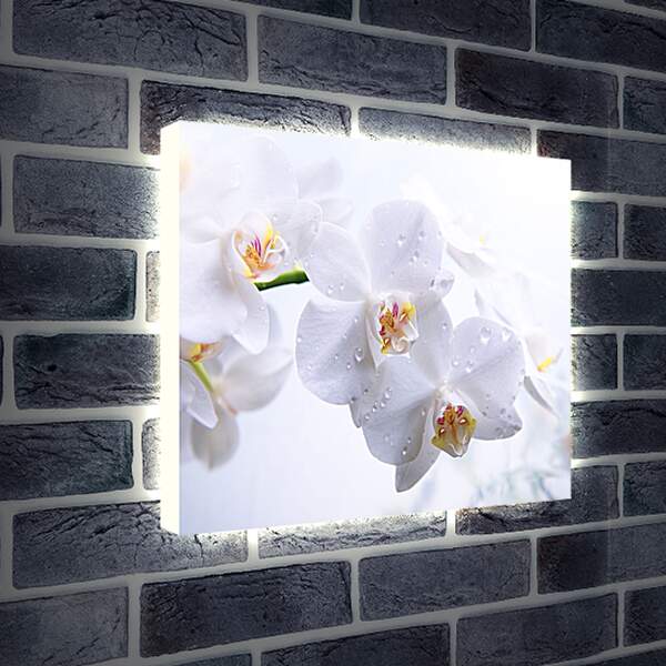 Лайтбокс световая панель - Белые орхидеи с каплями росы