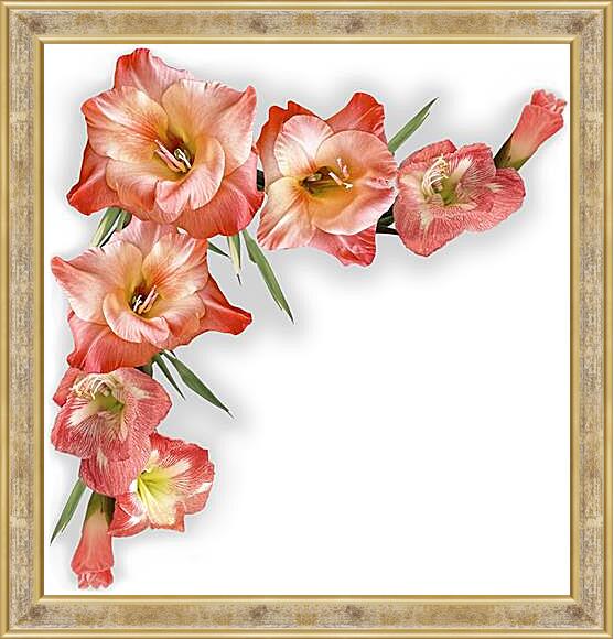 Картина в раме - gladiolusy - гладиолусы