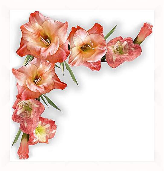 Картина в раме - gladiolusy - гладиолусы