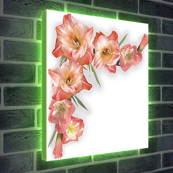 Лайтбокс световая панель - gladiolusy - гладиолусы