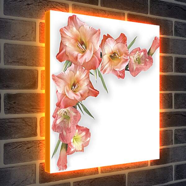 Лайтбокс световая панель - gladiolusy - гладиолусы
