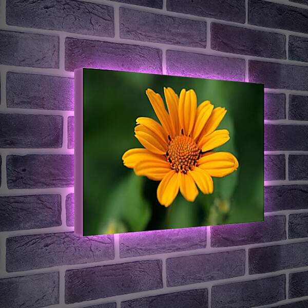Лайтбокс световая панель - a flower - Цветок
