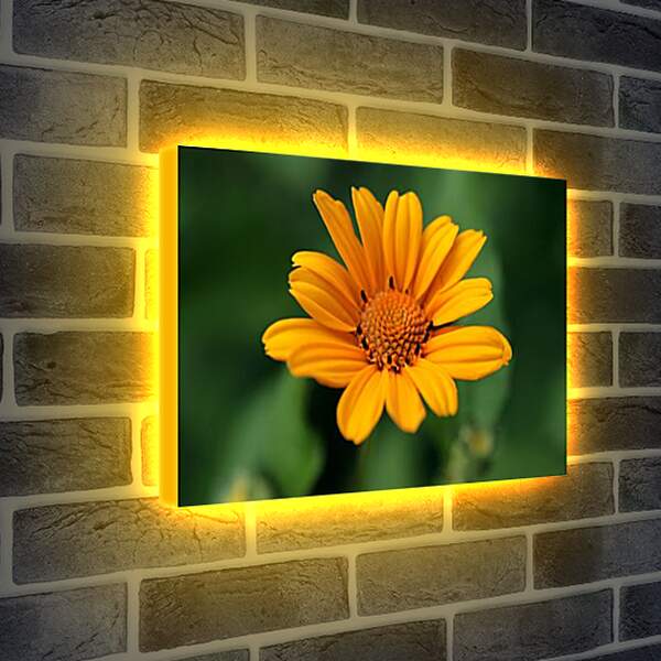 Лайтбокс световая панель - a flower - Цветок
