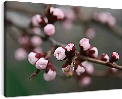 Постер и плакат - Apricot blossoms - Абрикос в цвету
