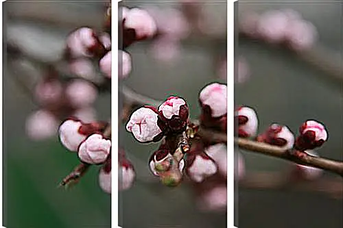 Модульная картина - Apricot blossoms - Абрикос в цвету
