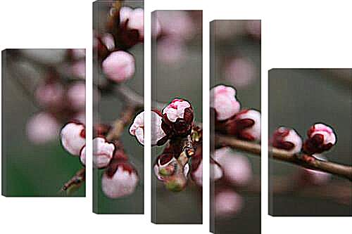 Модульная картина - Apricot blossoms - Абрикос в цвету
