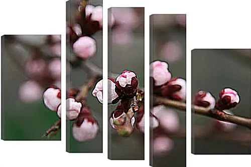 Модульная картина - Apricot blossoms - Абрикос в цвету
