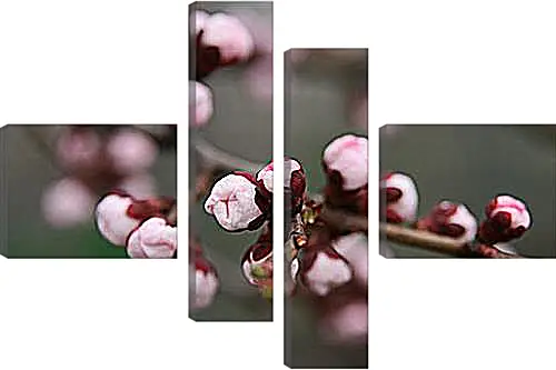 Модульная картина - Apricot blossoms - Абрикос в цвету
