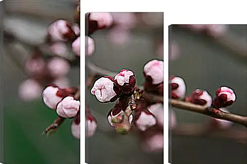 Модульная картина - Apricot blossoms - Абрикос в цвету
