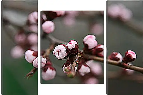 Модульная картина - Apricot blossoms - Абрикос в цвету
