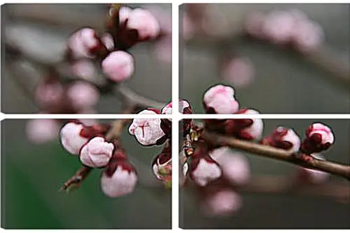 Модульная картина - Apricot blossoms - Абрикос в цвету
