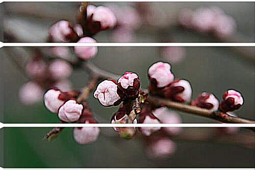 Модульная картина - Apricot blossoms - Абрикос в цвету
