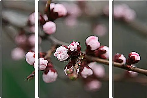 Модульная картина - Apricot blossoms - Абрикос в цвету
