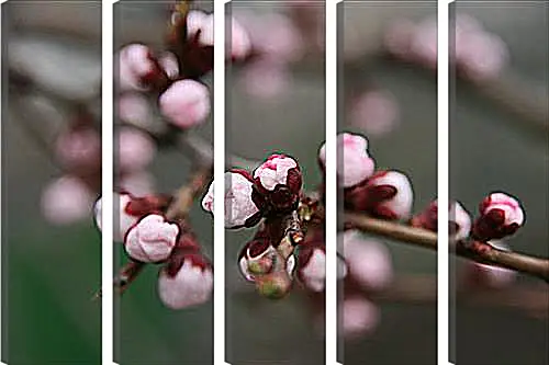 Модульная картина - Apricot blossoms - Абрикос в цвету
