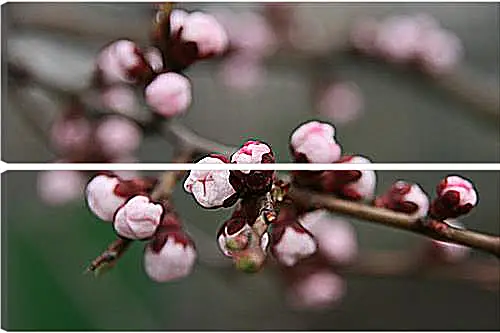 Модульная картина - Apricot blossoms - Абрикос в цвету
