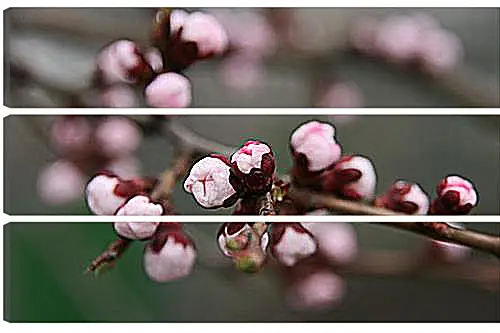 Модульная картина - Apricot blossoms - Абрикос в цвету
