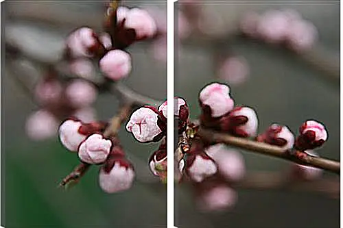 Модульная картина - Apricot blossoms - Абрикос в цвету
