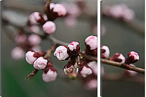 Модульная картина - Apricot blossoms - Абрикос в цвету
