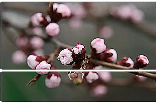 Модульная картина - Apricot blossoms - Абрикос в цвету
