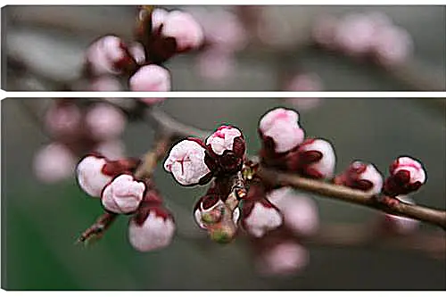 Модульная картина - Apricot blossoms - Абрикос в цвету
