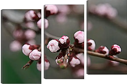 Модульная картина - Apricot blossoms - Абрикос в цвету
