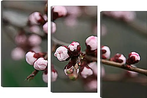 Модульная картина - Apricot blossoms - Абрикос в цвету
