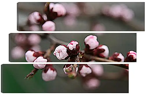 Модульная картина - Apricot blossoms - Абрикос в цвету
