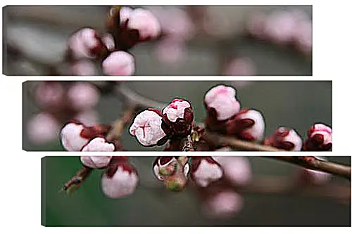 Модульная картина - Apricot blossoms - Абрикос в цвету
