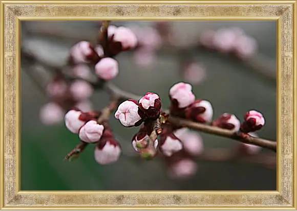 Картина в раме - Apricot blossoms - Абрикос в цвету
