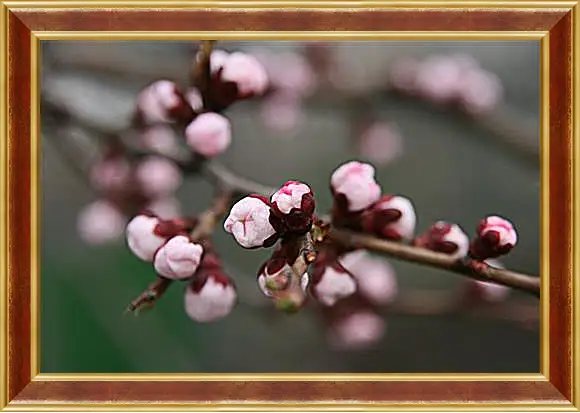 Картина в раме - Apricot blossoms - Абрикос в цвету
