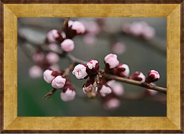 Картина в раме - Apricot blossoms - Абрикос в цвету
