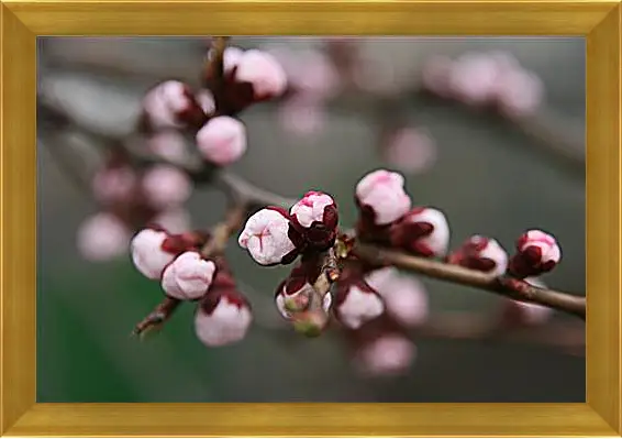 Картина в раме - Apricot blossoms - Абрикос в цвету
