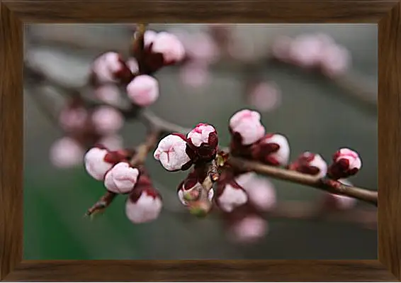 Картина в раме - Apricot blossoms - Абрикос в цвету
