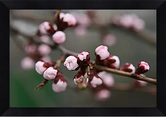 Картина в раме - Apricot blossoms - Абрикос в цвету
