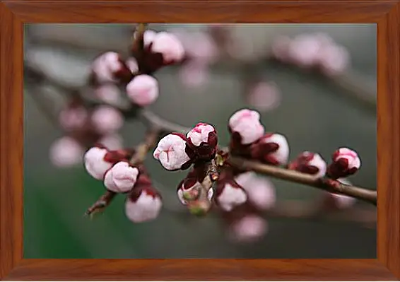 Картина в раме - Apricot blossoms - Абрикос в цвету
