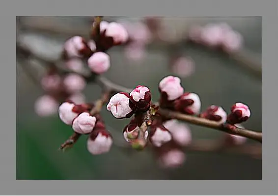 Картина в раме - Apricot blossoms - Абрикос в цвету
