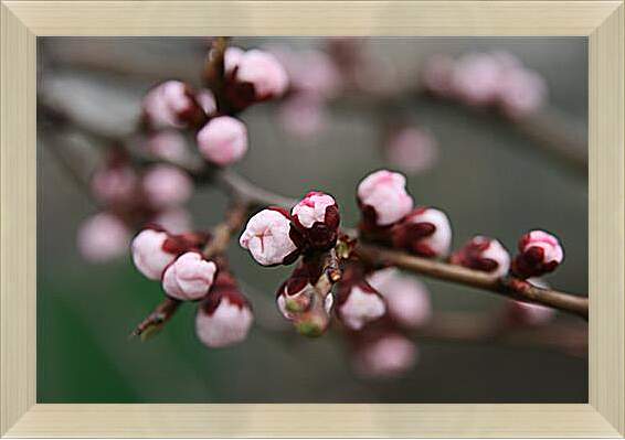 Картина в раме - Apricot blossoms - Абрикос в цвету
