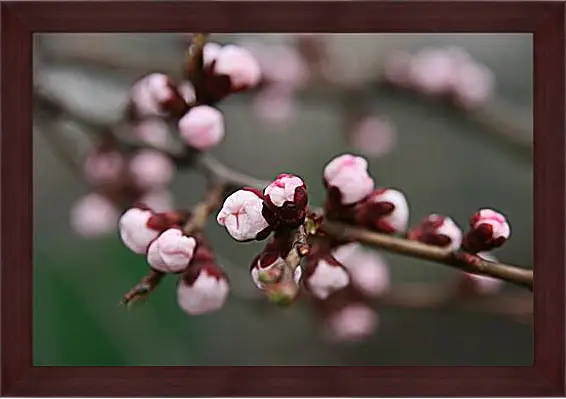 Картина в раме - Apricot blossoms - Абрикос в цвету
