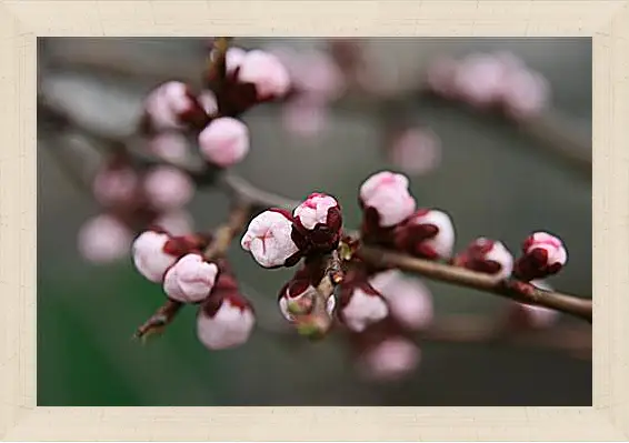 Картина в раме - Apricot blossoms - Абрикос в цвету
