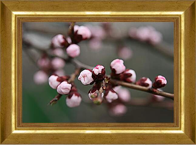 Картина в раме - Apricot blossoms - Абрикос в цвету
