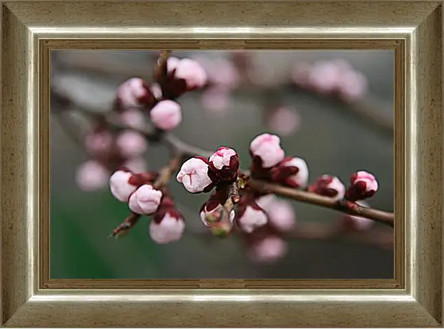 Картина в раме - Apricot blossoms - Абрикос в цвету
