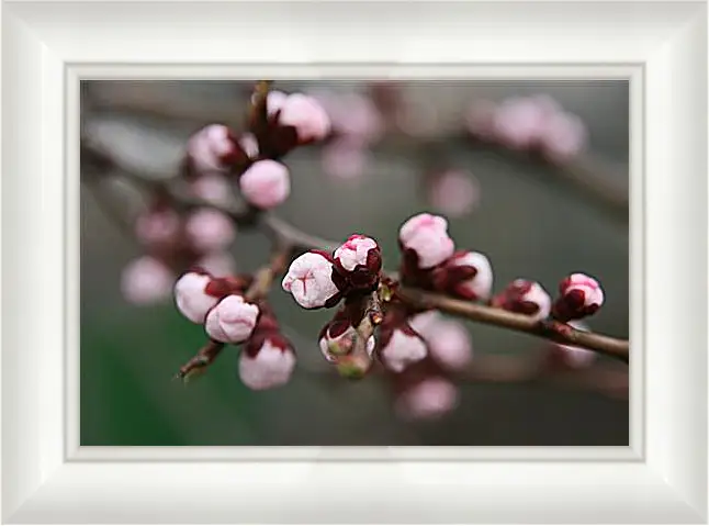 Картина в раме - Apricot blossoms - Абрикос в цвету
