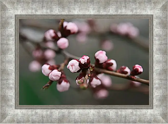 Картина в раме - Apricot blossoms - Абрикос в цвету
