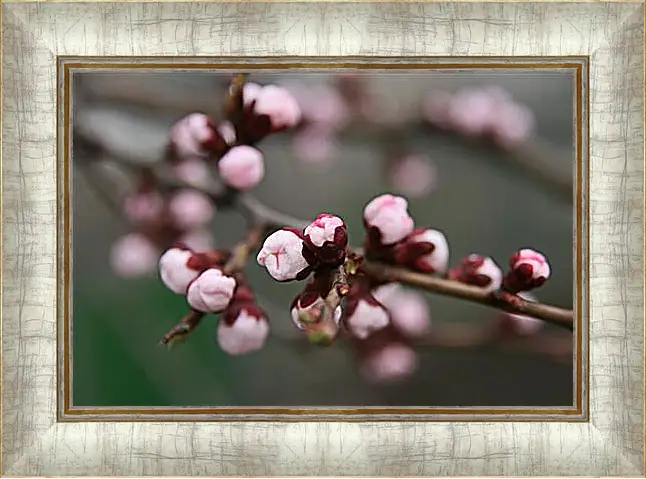 Картина в раме - Apricot blossoms - Абрикос в цвету
