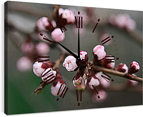 Часы картина - Apricot blossoms - Абрикос в цвету
