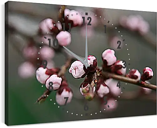 Часы картина - Apricot blossoms - Абрикос в цвету
