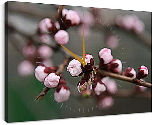 Часы картина - Apricot blossoms - Абрикос в цвету
