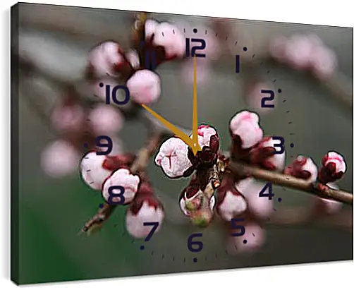 Часы картина - Apricot blossoms - Абрикос в цвету
