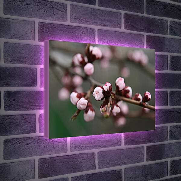 Лайтбокс световая панель - Apricot blossoms - Абрикос в цвету
