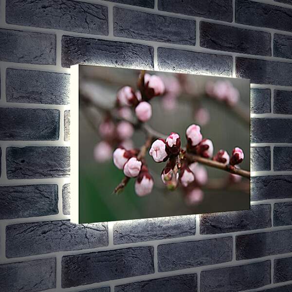 Лайтбокс световая панель - Apricot blossoms - Абрикос в цвету
